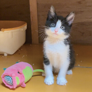 おっとりしてトボケた感じの男の子=('w')=