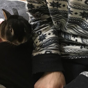 2年前のお盆に里兎として来たベンジャミンは、病気することなく、先住とも仲良く、とっても優しくてマイペースで温厚に暮らしてます。