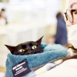 みるくの会 保護猫 里親会 サムネイル3