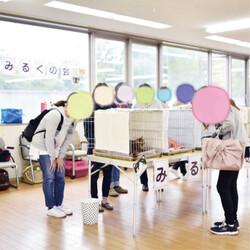 みるくの会 保護猫 里親会 サムネイル2