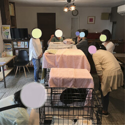 みるくの会 保護猫 里親会 サムネイル2