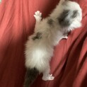 里親さん募集！