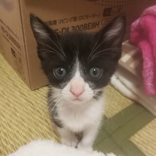 募集一時停止⭐️ハチワレ男子大福