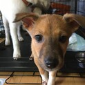 募集停止とっても小さい空(くう)ちゃんです