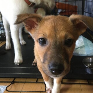 募集停止とっても小さい空(くう)ちゃんです