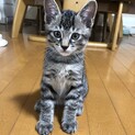 凛々しいお顔のキジトラ君