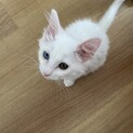 【6/27⭐️堺東にて里親会】参加猫杏仁ちゃん