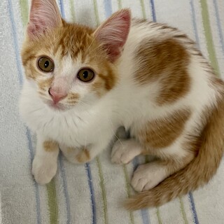 【6/27⭐️堺東にて里親会】参加猫そぼろくん