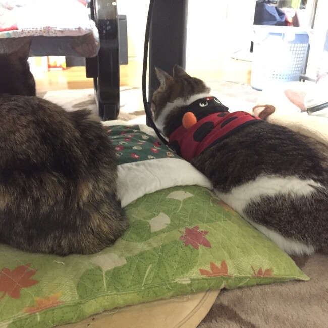 とうがのともだちのカバー写真