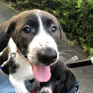 mix犬のブッチ