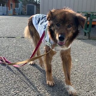 優雅なイケおじ【トラノオ】さん