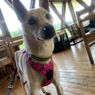 ハツラツ 人が大好きな【スチーム】くん