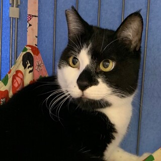 ボブテイル☆白黒のダイヤくん☆3歳位