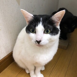 白黒の可愛い子☆水玉ちゃん　４歳位