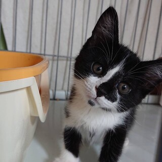 【6/27譲渡会】とっても可愛いハチワレくん