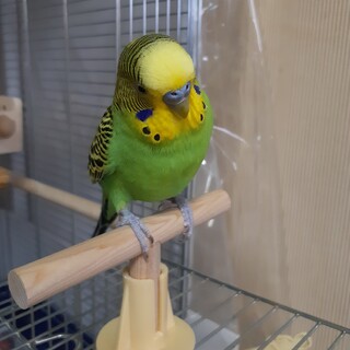 ★セキセイインコ★