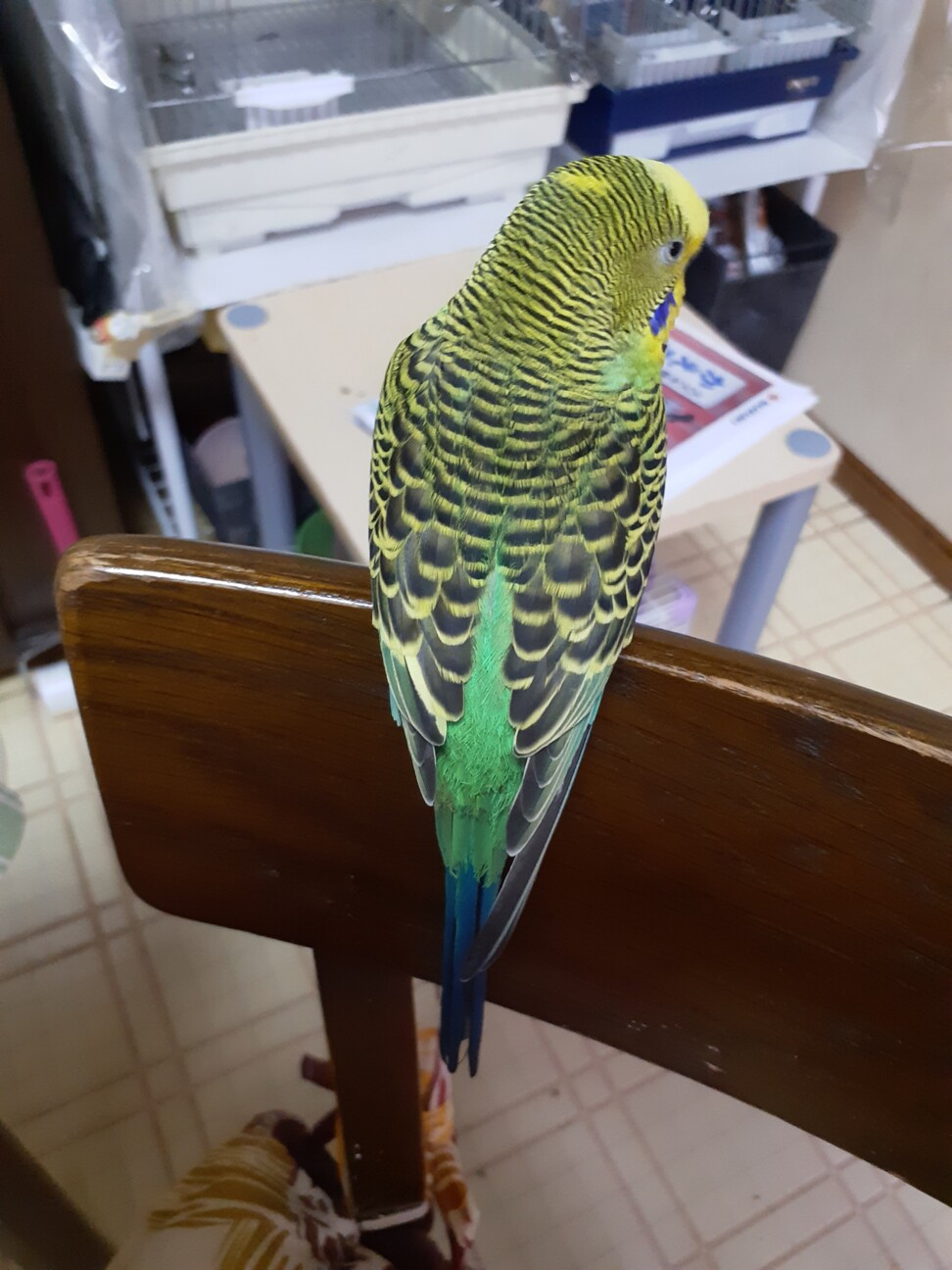 セキセイインコ 大阪府 鳥の里親募集 ペットのおうち 月間利用者150万人