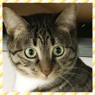 とても可愛いキジ白☆真鈴ちゃん　４歳位