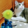 ヤンボー