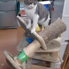 キャットタワー倒壊