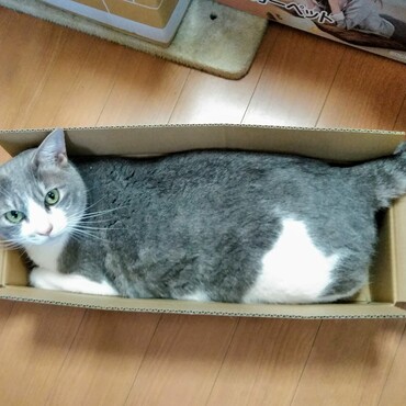 ジャストフィットの箱が好き