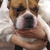 フレンチブルのカイ君 サムネイル1
