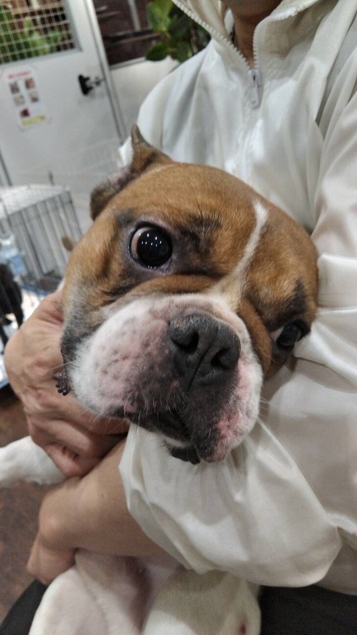 フレンチブルのカイ君 サムネイル2