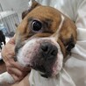 フレンチブルのカイ君 サムネイル2