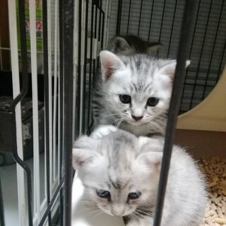 可愛い子猫2ヶ月