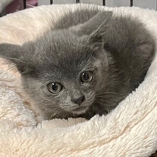 cat-1051 ロシアンブルー色の綺麗な被毛♪