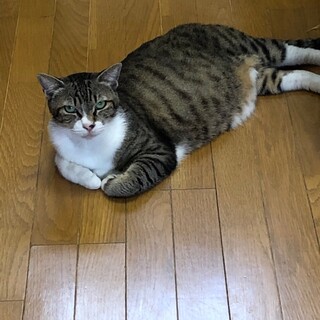 ぽっちゃりなキジ白☆小丸くん　４歳