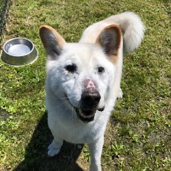 犬猫合同譲渡会 サムネイル1