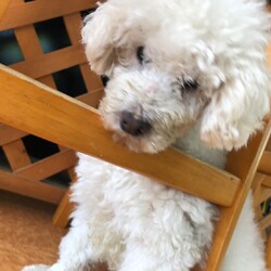 犬猫合同譲渡会 サムネイル2