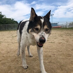 犬猫合同譲渡会 サムネイル3