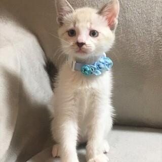 シャムMIX系♂2か月半　遊び相手猫のいるウチ募集