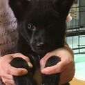 募集停止とても懐っこい陸君です