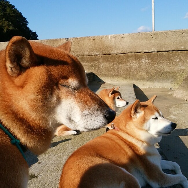 つゆ@柴犬のカバー写真