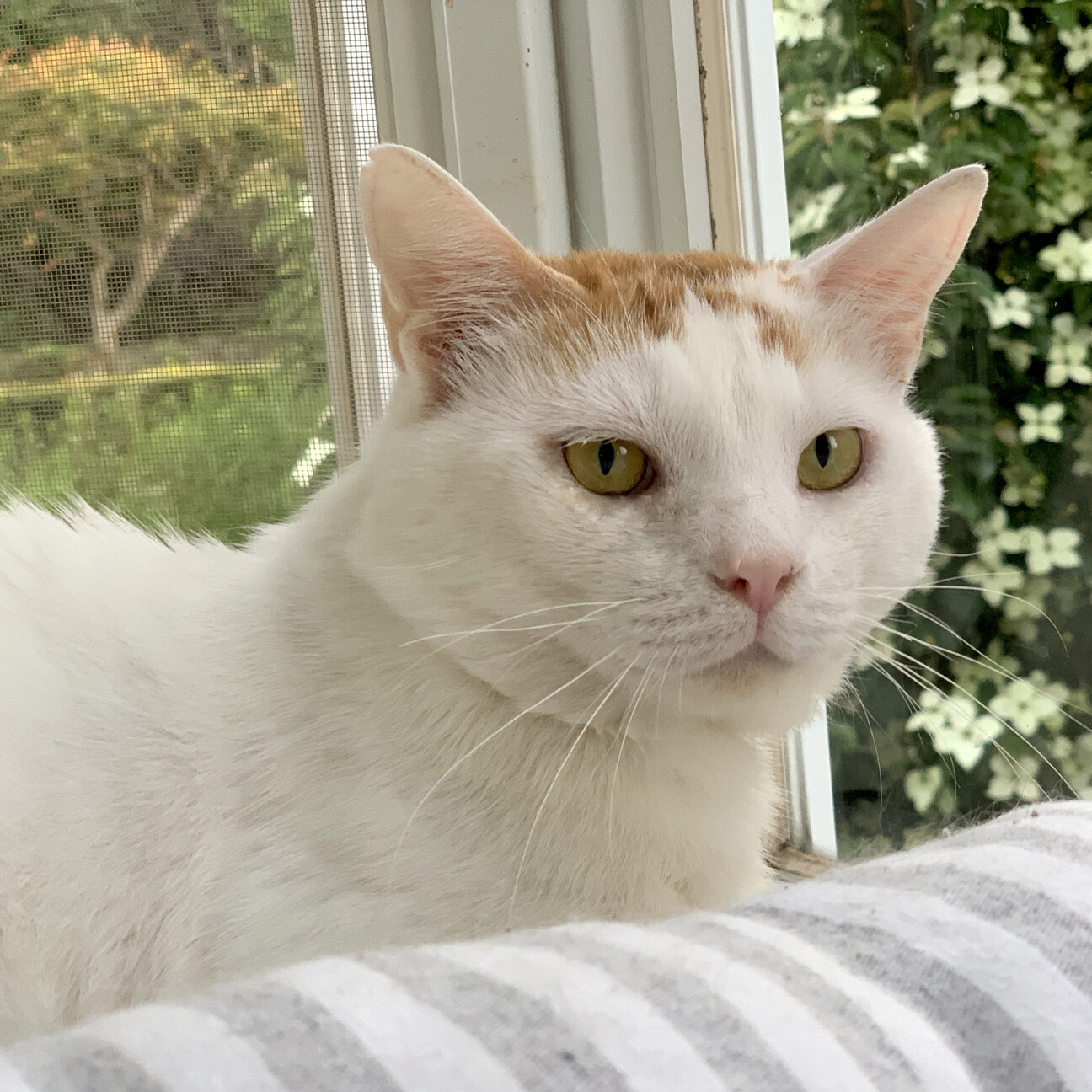 猫と人が大好きな 性格 神奈川県 猫の里親募集 ペットのおうち 月間利用者150万人 猫と人が大好きな 性格 神奈川県 猫の里親募集 ペットのおうち 月間利用者150万人