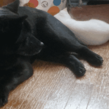 先日里子に来たやんちゃな子猫