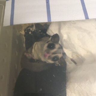 フクロモモンガhetリューシ男の子