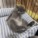 モフモフでかわいい・ジェリーちゃん