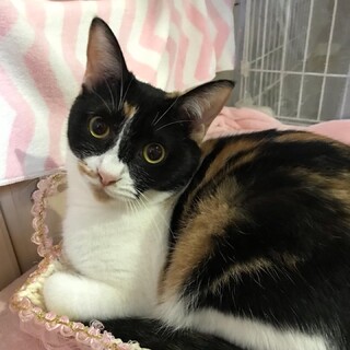 遊ぶの大好きな黒三毛のナミちゃん