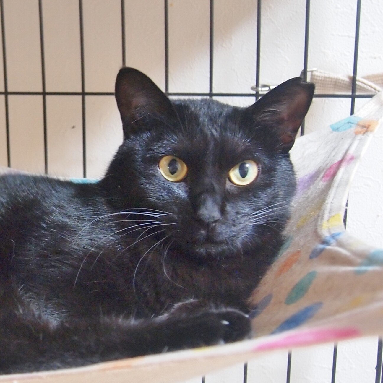 ビビリな黒猫 初心者には不向き 東京都 猫の里親募集 ペットのおうち 月間利用者150万人