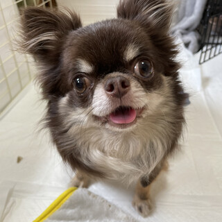 ラブリー♡ミルカちゃん