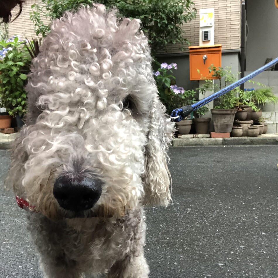 ラムのカバー写真