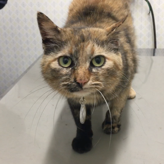 限られた人オンリー！絆を感じる猫♡