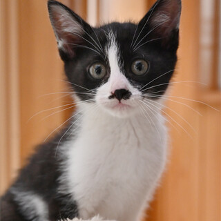 元気な甘えん坊の黒白男の子です