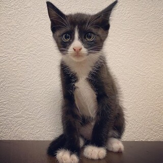 ジャスミンちゃん♀