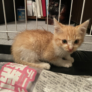 一時停止します。