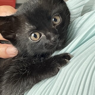 黒色子猫エンジェルマーク付き